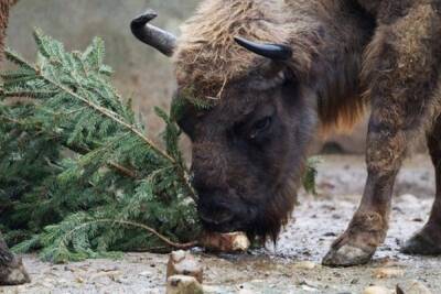 В Ярославле зоопарк начал принимать новогодние елки