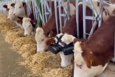 Турецкий фермер купил своим коровам очки виртуальной реальности