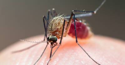В Харькове выявили малярию
