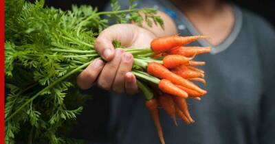 Почему получился плохой урожай моркови: 5 частых ошибок огородников