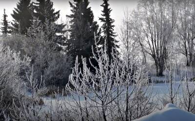 Термометры покажут от + 5 до - 6 градусов: 11 января погода устроит температурные качели в Украине – прогноз Диденко