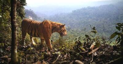 Полиция застрелила одного из 200 оставшихся на Земле малайских тигров