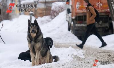Стаи собак в Якутии напали трижды на детей