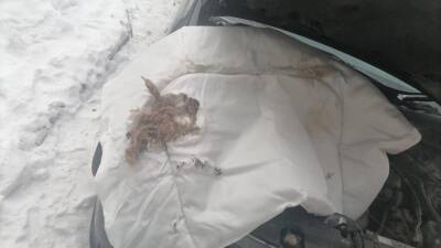 В Новосибирске водитель обнаружил гнездо крыс в автомобиле