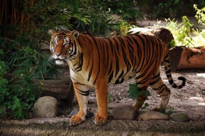 Правоохранители застрелили редчайшего малайского тигра