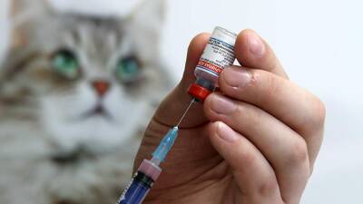 Ученые рассказали об опасном для человека вирусе в крови домашних животных США