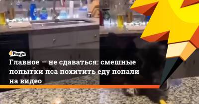 Главное — не сдаваться: смешные попытки пса похитить еду попали на видео