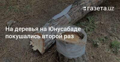 На деревья на Юнусабаде покушались второй раз - gazeta.uz - Узбекистан - Ташкент - район Юнусабадский - Экология