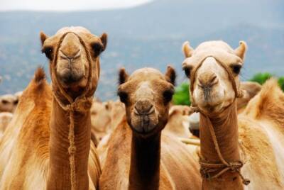 В Саудовской Аравии открыли отель для верблюдов (ВИДЕО)