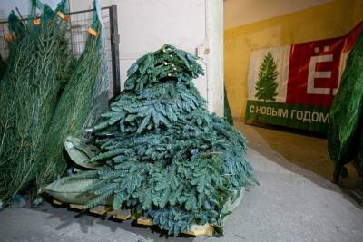 Жителей Екатеринбурга и городов-спутников попросили правильно выбрасывать новогодние елки