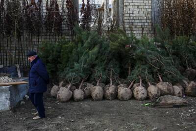Коммунальщики Глазова просят не выкидывать елки в мусоропровод