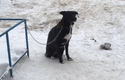 В Конаково Тверской области собаку бросили на морозе у ветклиники