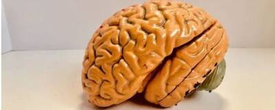 Исследование тканей головного мозга подтвердило пользу спорта для когнитивной функции
