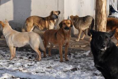 Якутские бродячие собаки совсем взбесились, нападая на людей