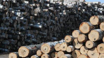В Рослесинфорге спрогнозировали снижение цен на древесину к лету