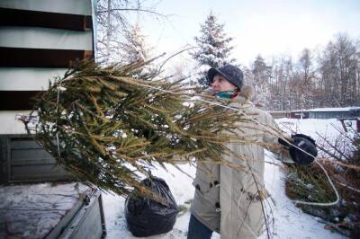 Россиянам объяснили, почему нельзя выкидывать елки в мусорный бак