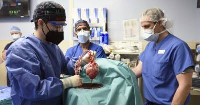 Американские ученые впервые в истории пересадили сердце генно-модифицированной свиньи человеку