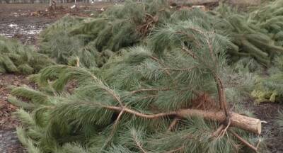 На окраине Киева обнаружили свалку новогодних елок