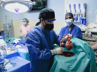 «Буду хрюкать?»: в США человеку впервые пересадили сердце свиньи