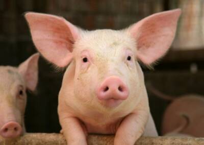 В США провели первую успешную пересадку человеку свиного сердца