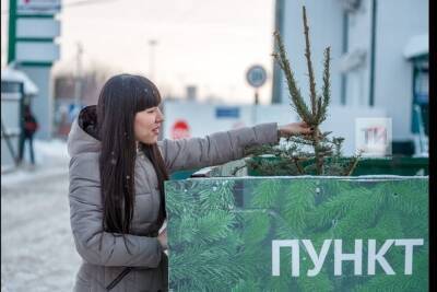 Жители Челнов могут сдать новогодние елки на переработку