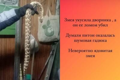 В Новосибирске ядовитая змея укусила дворника в подвале жилого дома