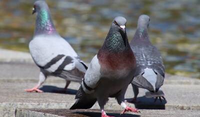 В Уфе зафиксирована массовая гибель голубей