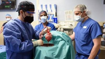 Впервые: больному пересадили сердце генномодифицированной свиньи
