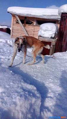 На Сахалине девочка-инвалид ходит за полтора километра кормить чужих собак