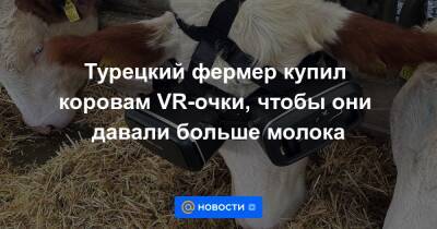 Турецкий фермер купил коровам VR-очки, чтобы они давали больше молока