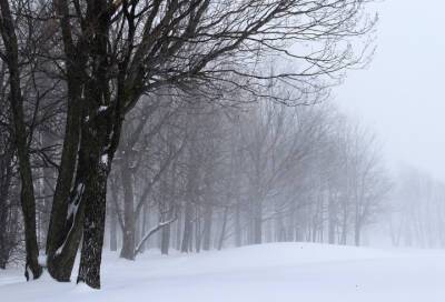 Туман и снег: какой будет погода в Ленобласти в среду