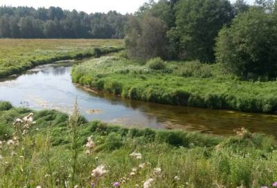 В Ломоносовском районе расчистят русло реки Коваши