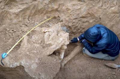 В Азовском музее началась препаровка черепа ископаемого слона
