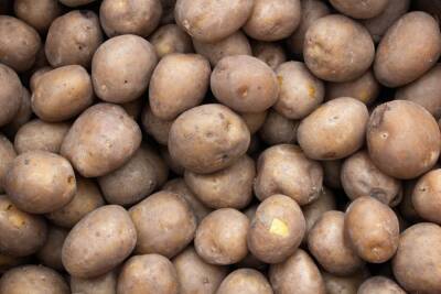 Как подготовить картофель к посадке: благоприятные дни по лунному для рассады. Как отобрать лучшие семена