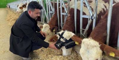Фермер придумал, как с помощью виртуальной реальности заставить коров давать больше молока