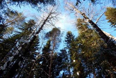 В 2021 году ущерб от незаконных рубок леса в Марий Эл составил 12,1 млн. рублей