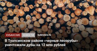 В Туапсинском районе «черные лесорубы» уничтожили дубы на 12 млн рублей