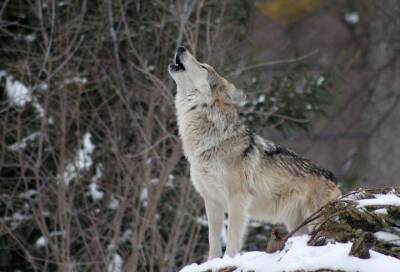 В Комитете по животному миру Ленобласти опровергли слухи о стаях диких волков