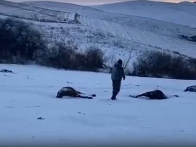 «Так даже фашисты не поступали»: 53 лошади с жеребятами расстреляли в Алтайском крае