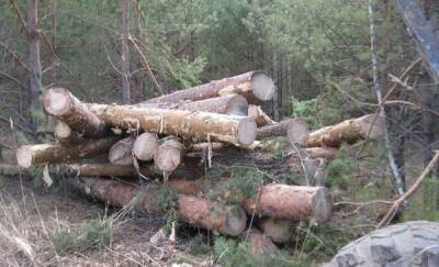 Жители Тюменской области незаконно вырубили деревья почти на 8 миллионов рублей