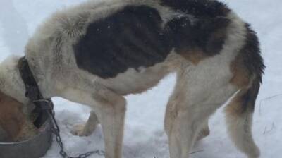 В Башмаковском районе прикованные цепями собаки умирают от голода