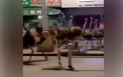 В Китае сбежавшие страусы устроили "забег"