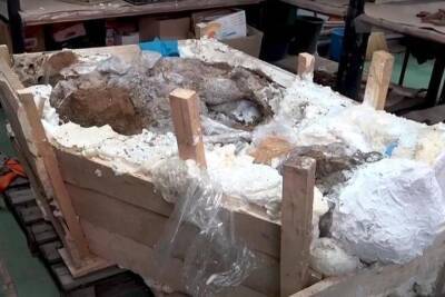Азовские археологи готовят к экспозиции череп мамонта