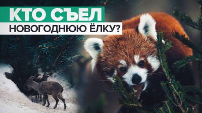 Животные из Московского зоопарка попробовали на вкус новогодние ёлки