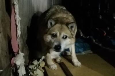 В Пскове у запертой в сарае собаки нашлись хозяева