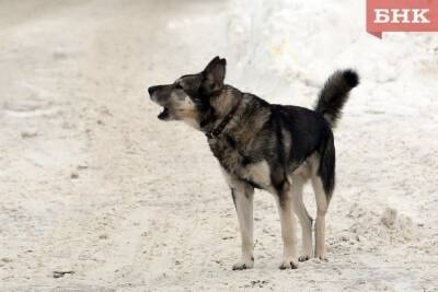 В Усинске в ангаре нашли трупы собак