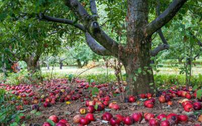 Кто может съесть все яблоки в саду