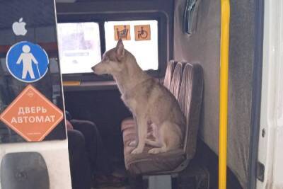 Потерявшийся пес хаски ездил по Копейску на маршрутке и искал своего хозяина