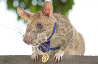 Умерла знаменитая крыса-сапер Магава