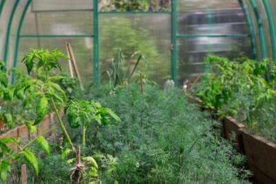В Сургуте появится тепличный комплекс по выращиванию зелени